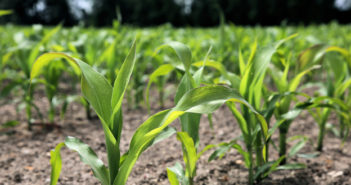 Maize seed treatment reprieve confirmed