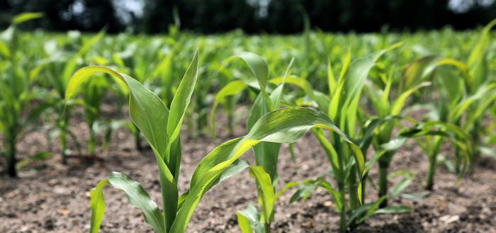 Nutrient fix to boost late drilled maize establishment