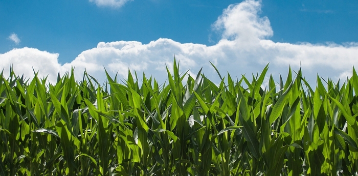 Liquid phosphate applications set to help maize establishment this season