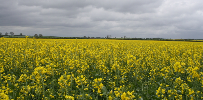 Practical steps towards better OSR results this autumn