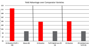 LG Anarion the only clubroot variety to offer TuYV and pod shatter resistance