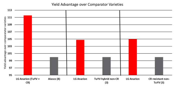 LG Anarion the only clubroot variety to offer TuYV and pod shatter resistance