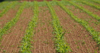 Strategies to make the most of late sown maize