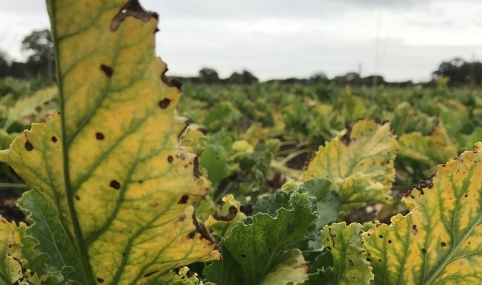 Insecticide gets emergency authorisation for sugar beet