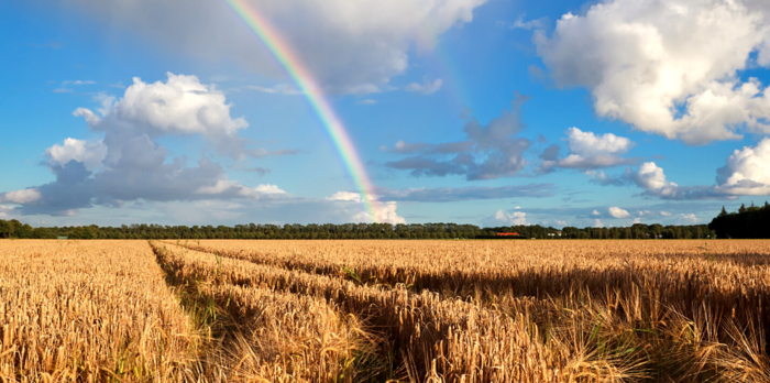 UK wheat follows global prices down