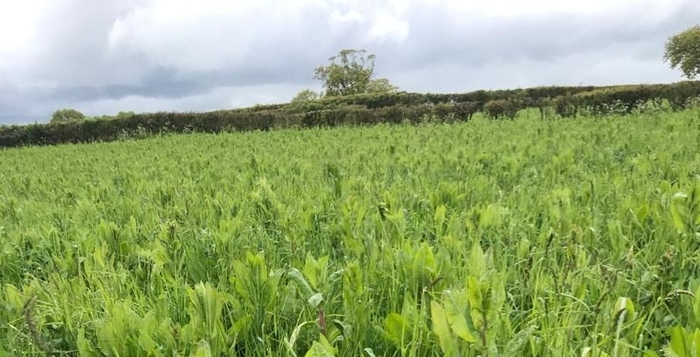 Funding for Midlands farmers for cover crop planting