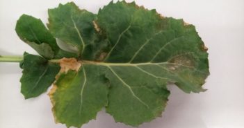 SpotCheck 2020-21 results demonstrate prevalence of light leaf spot across UK