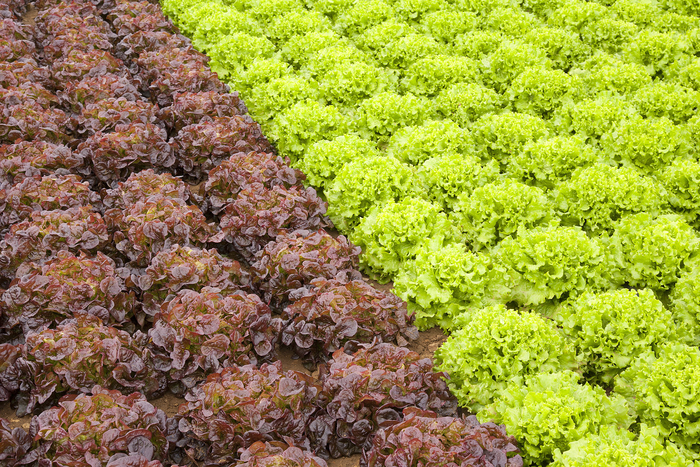New Orondis Plus adds extra for disease  protection in onion and lettuce