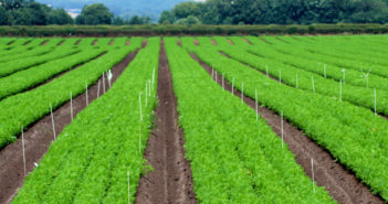 UK biostimulant industry and the potential impact of regulation