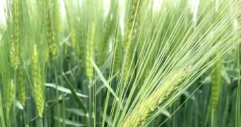New hybrid barley could strike a chord with growers in the north and west and on heavy land