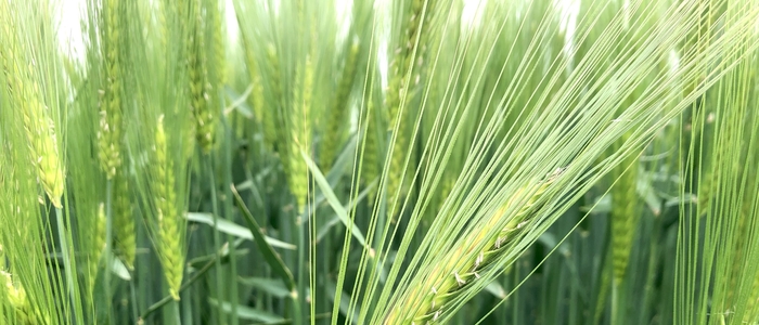 New hybrid barley could strike a chord with growers in the north and west and on heavy land
