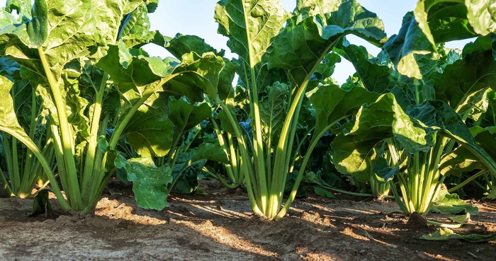 Re-introduction of sugar beet to Scotland takes significant step forward
