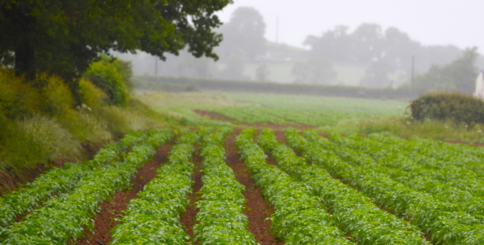 Vigilance urged as weather threatens to increase potato blight disease risk