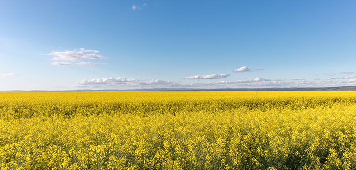 Keeper oilseed rape variety keeps costs low