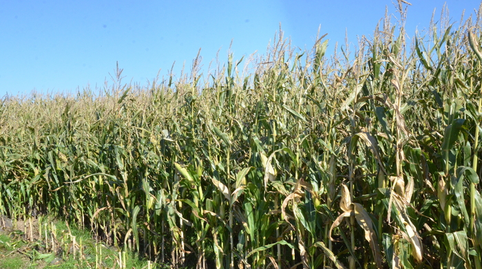 Monitor maize crops key to a successful harvest