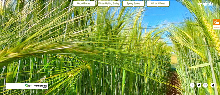 Virtual 360-degree cereal variety tour launched for growers not visiting plots in person