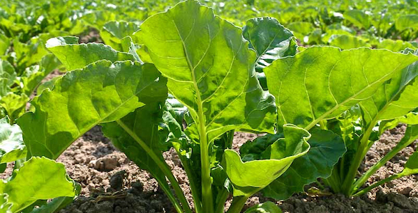 Flutriafol approved for use in sugar beet
