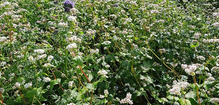 Cover crops deliver multiple benefits to vining pea production, PGRO trials show