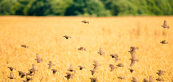 GWCT Allerton conservation ag research yields results