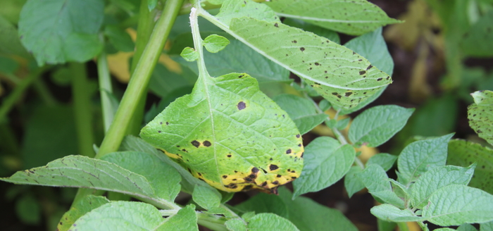 Alternaria risk is rising