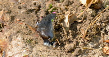 Watch for slug attacks after wet weather, farmers urged