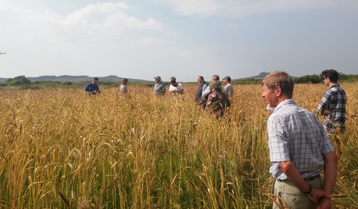 Crop trial shows benefits and challenges of growing ancient wheat varieties