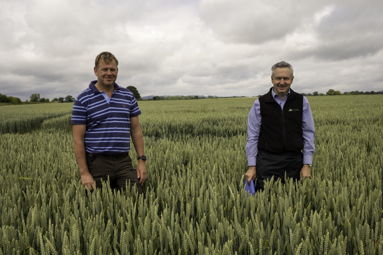 New hybrid winter wheat could replace winter barley