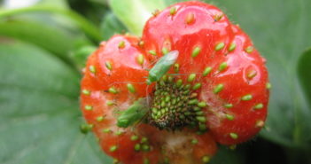 New approaches to spotted wing drosophila control will open leading soft fruit event