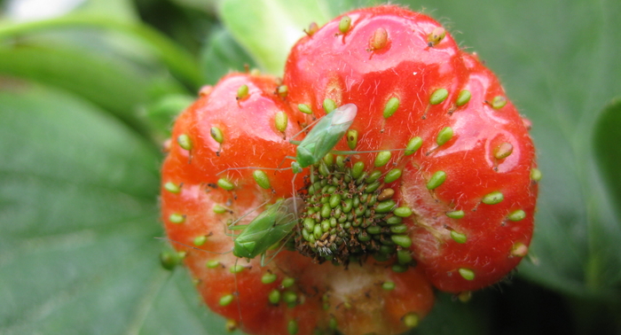 New approaches to spotted wing drosophila control will open leading soft fruit event
