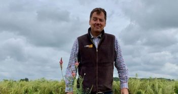 Cover or catch crops – what are the options?