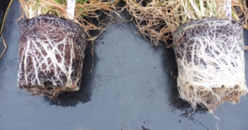 Independent study confirms extra benefits from specialist seed treatment use