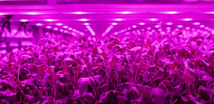 Sustainable start-up Light Science Technologies announced as finalist in Vertical Farming World Awards