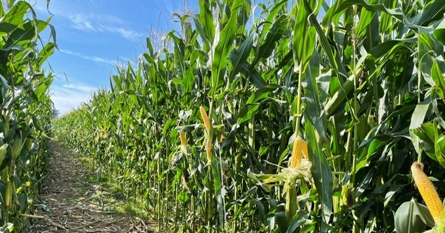 Carlisle maize trials target new ways to boost yields