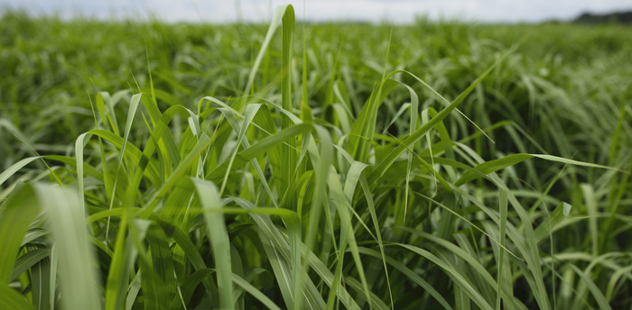 Miscanthus research gets government funding to help the UK to meet net zero