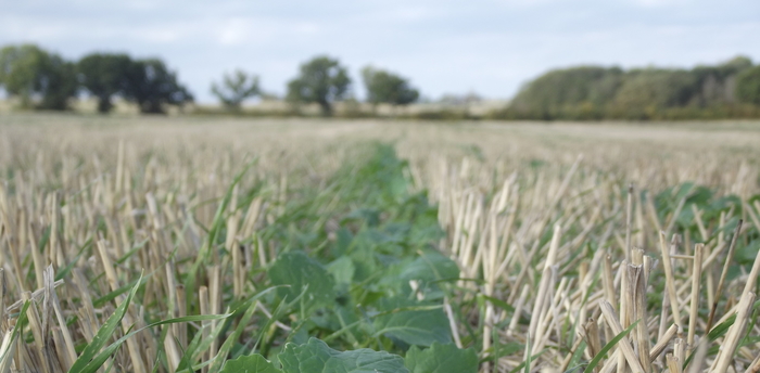Moisture creates opportunity for late drilled oilseed rape