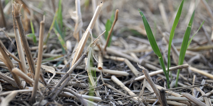 Added reasons not to rush winter cereal drilling this year