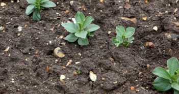 Herbicide supply issues put pressure on winter bean growers