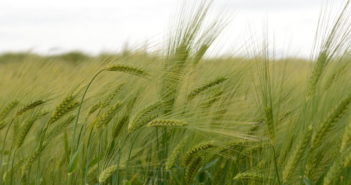 Barley research group gets research grant