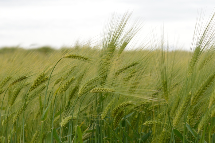 Barley research group gets research grant