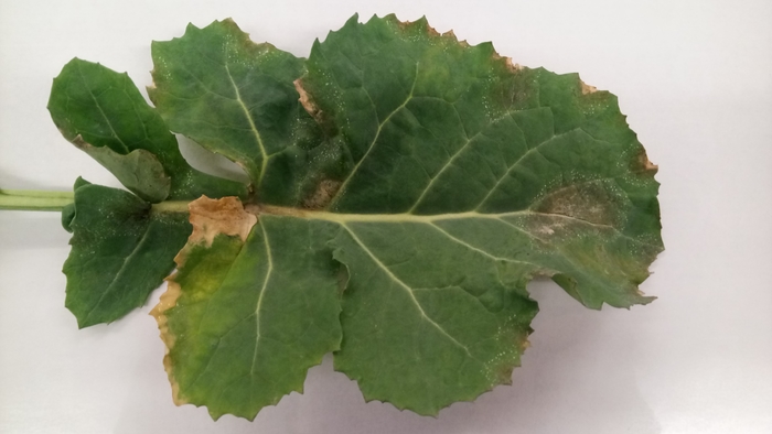Bayer’s SpotCheck initiative is open for OSR leaf samples to check for key oilseed rape diseases