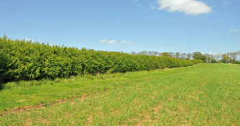 Learn to manage your hedgerows for wildlife with the GWCT at the National Hedgelaying Championship, 23 October