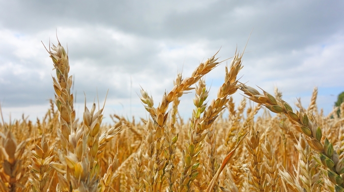 Fastmarkets introduces North Africa wheat price to create transparency in critical import market