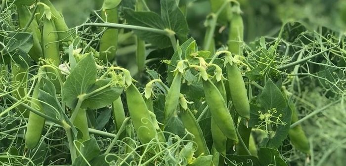 Treble success on the PGRO Descriptive list for Limagrain beans and peas