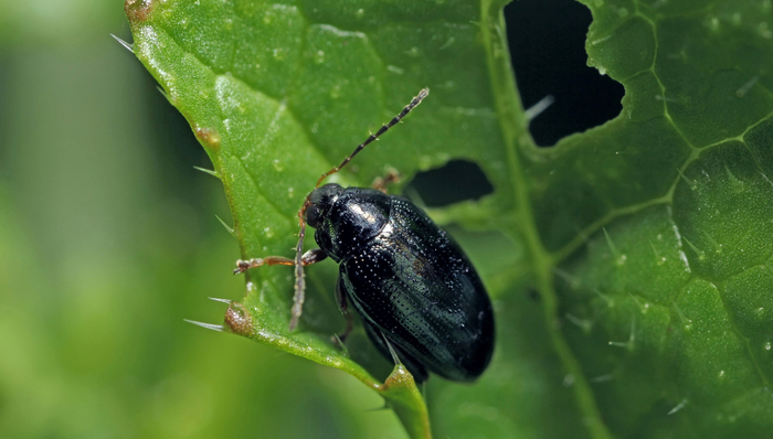 Cabbage stem flea beetle progress