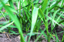 Foliar magnesium and manganese maximise nutrient use efficiency in face of fertiliser shortages