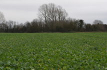 New winter OSR hybrid tops AHDB Recommended List
