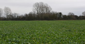 New winter OSR hybrid tops AHDB Recommended List