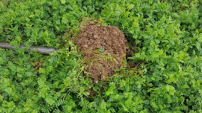 Phacelia and oil radish uncovered as soil saviours