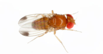 Start-up hails success of chemical-free insect control trial Start-up hails success of chemical-free insect control trial