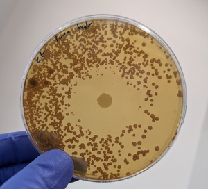 Project to identify new bio-fungicides for Septoria control